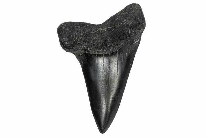 Fossil Broad-Toothed Mako Tooth - South Carolina #170420